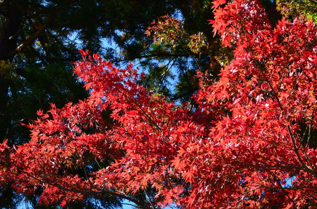 次は近年紅葉で有名になった、鶏足寺です。<br /><br />人が多いのが嫌でわかっていて早めに来ました。<br />バスガイドさんが「紅葉の時期だけ」混むとおっしゃっていましたが、<br />確かにそうなのだろう、と思う閑かな佇まいでした。<br /><br />