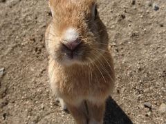 うさぎは平和の証です