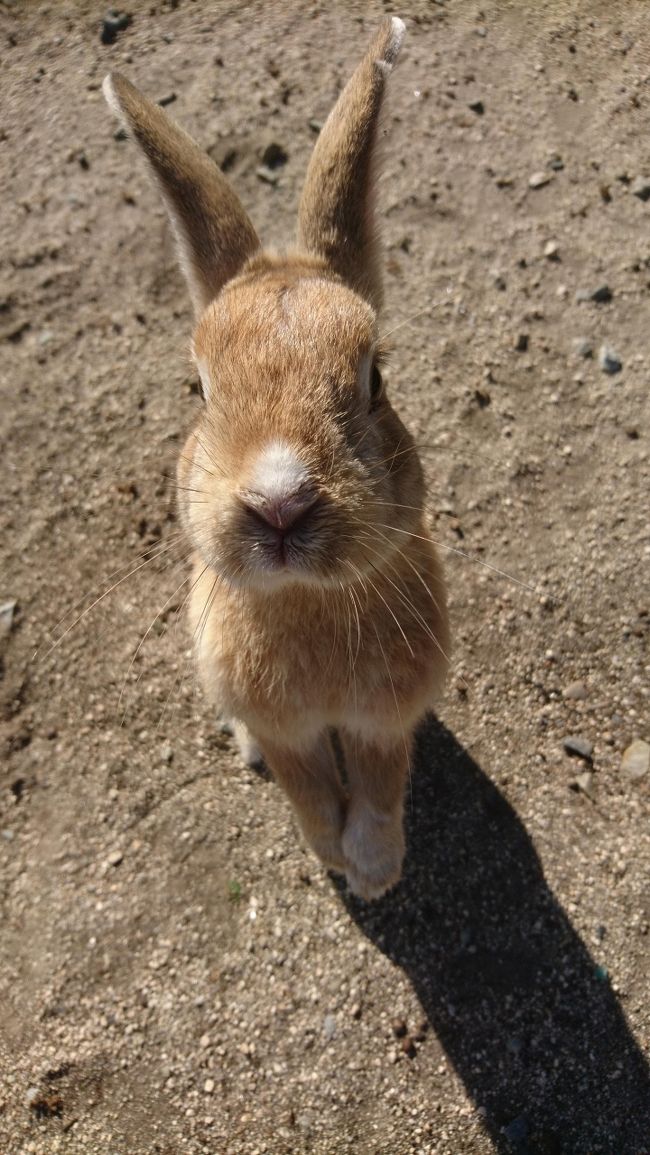 うさぎ島に行きました。島に着くなり、かわいらしいたくさんのウサギが歓迎してくれました。そんなかわいらしいウサギに囲まれて癒されましたが、ここは昔、地図にない島だったのですね。かわいいウサギの後ろに広がる毒ガス工場の廃墟。愛くるしいウサギは、平和の大切さを訴えているようでした。