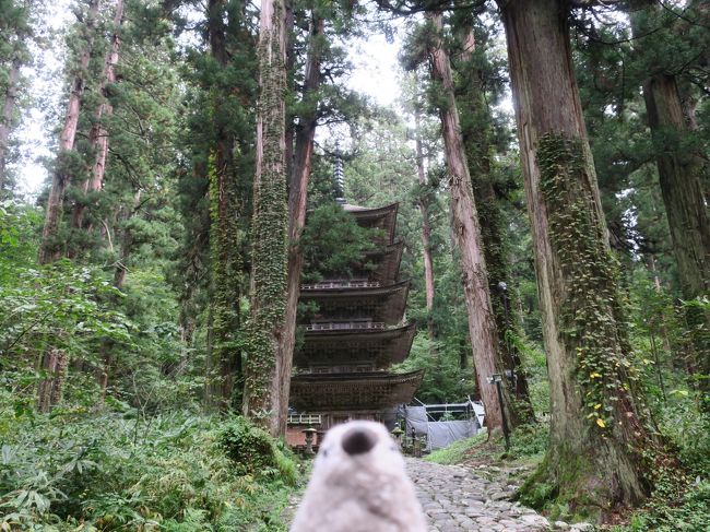 秋の連休に山形の温泉に癒されに行ってきました。<br />「癒され」に行ったつもりだったのですが、折しも日本列島を大型台風19号が襲っていたころで、山形は直撃コースには入っておらず多少の影響はあっても何とかなるだろうと甘く考えていたところ、なかなかスリリングな経験をする羽目になってしまいました。<br />もちろん直接被災された方々にしてみれば屁のような経験ではありますが、やはり自然の力をなめてはいけないと改めて気づかされました。いつもの旅のお供、我が家のマスコット桜文鳥の雛ぬいぐるみ、ゴエモンも反省。<br /><br />ゴエモン「危ないと思ったら引く勇気も必要だね。」<br /><br />Part2は銀山温泉の夜（？）と羽黒山、鶴岡観光です。<br />