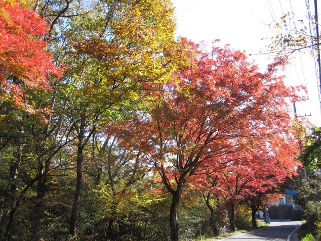 2019年11月17日にJR東海主催のさわやかウォーキングに参加してきました。コース距離12kmを3時間以上かけて歩いてきました。東海自然歩道の山道の登坂が大変でしたが、色づき始めた紅葉が疲れを癒してくれました。また道中で食べた焼きたての鮎がお腹を満たしてくれました。