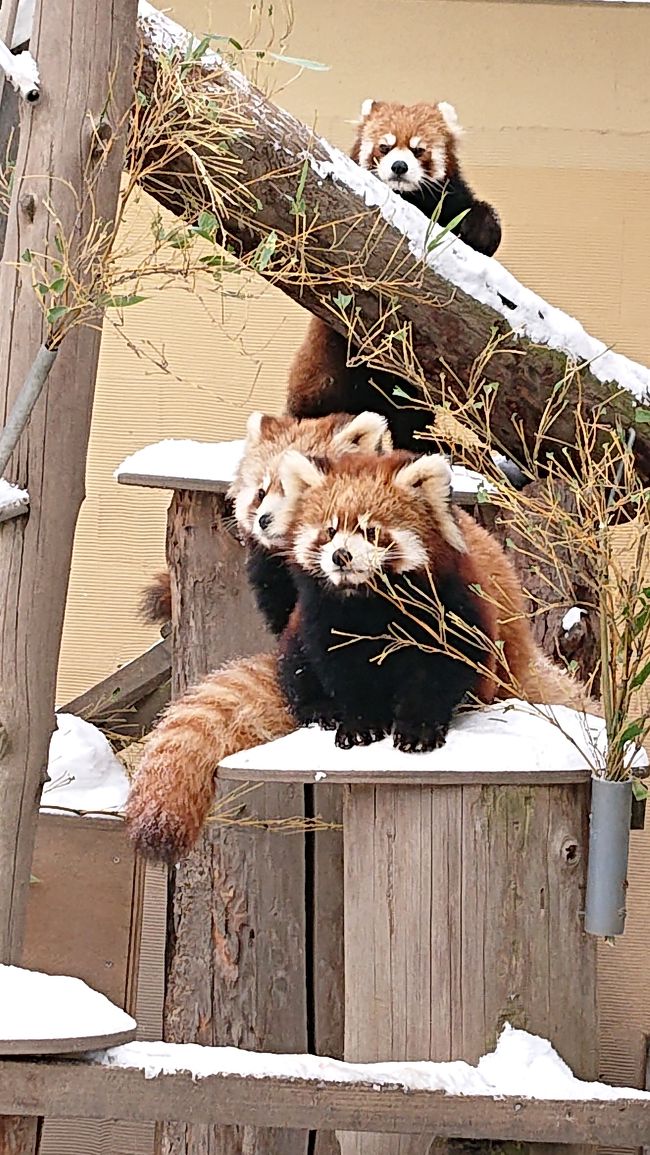 冬の旭山動物園へ行ってきました。冬の旭山動物園は2度目です。<br /><br />初めての旭山動物園にはペンギンの散歩を見たくて行きました。坂だらけの旭山動物園はツルツルに凍ってて移動が大変だったのを覚えています。<br />それ以来、夏しか行ってません。<br />久しぶりの冬の旭山動物園です。