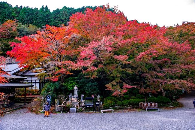 　国東半島六郷満山の総持寺両子寺（ふたごじ）の紅葉です。<br />　標高の高いところに位置する両子寺の紅葉が見ごろを迎えています。<br />　ただし、見ごろは護摩堂周辺の紅葉であり、参道や奥の院周辺の見ごろは１～２週間後となります。