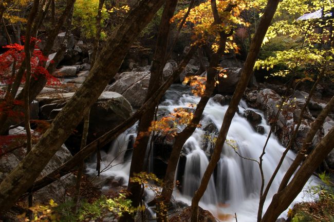 ☆１１/１２（火）<br />前回の旅行記◆錦秋の山鶏滝渓谷では”女滝男滝”編をご覧頂きましたが<br />今回は山鶏滝渓谷の主役でもある、その名も山鶏滝をメインにご紹介します。<br />遊歩道の順路からすれば名前の付いている滝としては山鶏滝が一番目の滝ですが<br />晴天時の昼前後は滝に直射日光がモロに当たり<br />スローシャッター(長時間露光)向きではないので<br />条件の良い上流側の滝から撮り始めました。<br />12:30から1時間半ほど女滝や男滝で時間を費やし<br />14:00頃再び山鶏滝に戻ってきました。<br />果たして思い描いていたような写真は撮れたのでしょうか・・・・<br /><br />