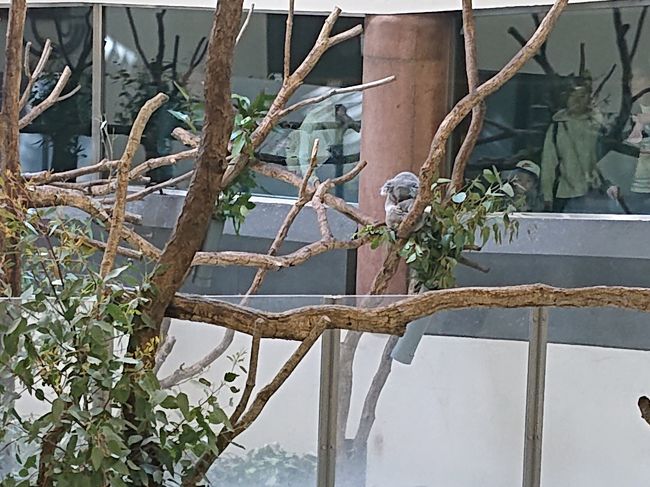 　多摩動物公園へ行ってきました。お天気も最高でしたがあまり混雑していませんでした。多摩動物公園と言えば、先日飼育員さんがカバに襲われなくなっています。結構、いろいろな工夫をされた動物園で面白かったです。ただし、コアラ館（一番奥）までずーーーーと上りです。足腰鍛えて見に行ってください。かなりへとへとになりました。