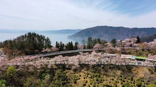 桜が3000本、つづら尾崎、琵琶湖【絶景~空撮】