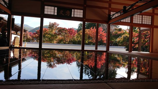 宝徳寺での床もみじを見てきました。<br /><br />床もみじとは、外の紅葉が、室内の床に映し出されていることを言います。<br />テレビか何かで紹介されてから、一度行ってみたいと夫と話していました。<br /><br />都合がついたのは、11月半ば。<br />本来なら見ごろのはずの床もみじですが、今年2019年はどうも紅葉が遅れている様子。<br />まだ3分くらいの紅葉でした。