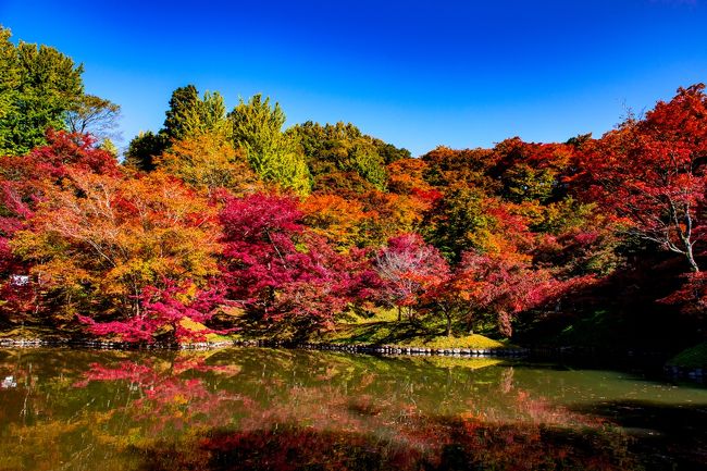 9日にはまだ早かった用作公園の紅葉、1週間を経過して見ごろを迎えていました。