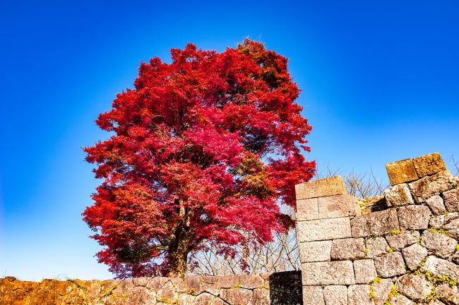 　用作公園の紅葉を見た後、岡城の紅葉を鑑賞します。