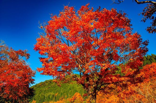 　県下の紅葉前線が標高1000ｍ前後まで下りてきたとニュースに、九酔渓、天ヶ谷渓谷、長者原、飯田高原、男池とめぐってきました。