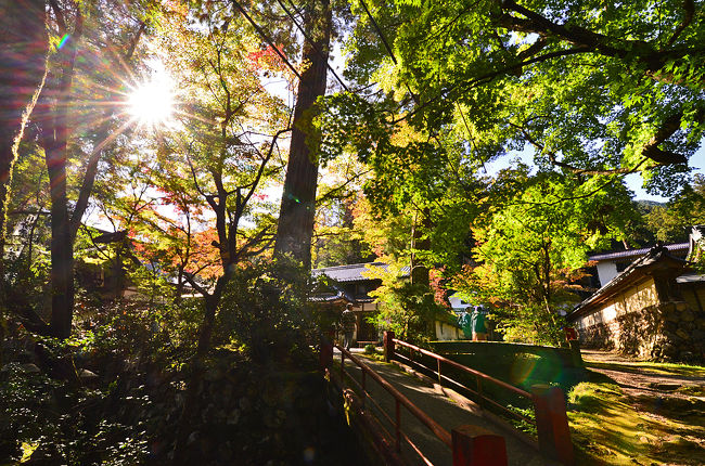 「谷汲山 華厳寺(たにぐみさん けごんじ)」<br />(岐阜県揖斐川町)は、日本最古の観音霊場、<br />西国三十三所巡礼最後の満願札所に当たる名刹、<br /><br />彩秋の華厳寺へ<br />揖斐郡揖斐川町谷汲にある天台宗の寺院。<br />西国三十三所巡礼の結びの地としても有名な谷汲山華厳寺は、<br />春は桜、秋になると紅葉の名所となります。<br /><br />実は巡礼の名所としてだけでなく、<br />紅葉の名所、<br />岐阜県揖斐郡にある谷汲山華厳寺は、<br />有名な秋の紅葉スポットの一つです。<br />赤や黄色に染まった木々に囲まれた、<br />現実は、ところどころ色づいていたり。<br />鮮やかな緑のもみじも、<br />また、風情があります。。<br /><br />「谷汲さん」の名でも親しまれている華厳寺では、<br />今年も、さくらまつりに続いて紅葉まつりへ<br />2019年 11月 10日（日）開催！<br />毎年紅葉の時期に「谷汲もみじまつり」も開かれています。<br />第31回 谷汲もみじまつり...<br /><br />「谷汲もみじまつり」イベント会場では、<br />重要無形文化財「谷汲踊」の演舞、<br />二胡演奏でなく、今年はflamenco<br />そして、最後のショーは、ネシェ先生の登場、<br />約束していたので、今年もお会いして、<br />色々お話できました。<br />ネシェBDS（ネシェ娘達）=「ネシェ ベリーダンス スタジオ」<br />谷汲ですっかりおなじみ！<br />妖艶のベリーダンス公演！<br />親子の競演は今年も見ものです・<br /><br />■■■■■2019　紅葉前線を探してあちらこちら■■■■■<br /><br />2019紅葉「飛騨美濃せせらぎ街道」（1）<br />　　　　　　　https://4travel.jp/travelogue/11565011<br />2019紅葉「第31回 谷汲もみじまつり（谷汲山華厳寺）」（2）<br />　　　　　　　https://4travel.jp/travelogue/11567659<br />2019紅葉　臥竜池に架かる無際橋へ秋彩紅葉～虎渓山永保寺（3）<br />　　　　　　　https://4travel.jp/travelogue/11569057<br />2019紅葉　紅葉を愛でながら博物館明治村その景観（紅葉）（4）<br />　　　　　　　https://4travel.jp/travelogue/11569856<br />2019紅葉　県営各務原公園・自然の遺産の森・法福寺の紅葉（5）<br />　　　　　　　https://4travel.jp/travelogue/11570974<br />2019紅葉　日本最古の木造再建城郡上八幡の紅葉（6）<br />　　　　　　　https://4travel.jp/travelogue/11571127<br />2019紅葉　東海一の紅葉の名所～足助町・香嵐渓（7）<br />　　　　　　　https://4travel.jp/travelogue/11572112<br />2019紅葉　豊田の奥座敷いなぶ大井平公園の紅葉（8）<br />　　　　　　　https://4travel.jp/travelogue/11573030<br />2019紅葉　湖北の鶏足寺・石道寺・意冨布良神社の紅葉（9）<br />　　　　　　　https://4travel.jp/travelogue/11573299<br />2019紅葉　近江の隠れた紅葉名所【胡宮神社】（10）<br />　　　　　　　https://4travel.jp/travelogue/11573839<br />2019紅葉　ゆく秋を惜しみながら、秋色の金剛輪寺（11）<br />　　　　　　　https://4travel.jp/travelogue/11574028<br />2019紅葉　マキノ.メタセコイアの紅葉並木道（12）<br />2019紅葉　聖徳太子ゆかりの寺院・紅葉名所東光寺（13）<br />2019紅葉　「石の寺」教林坊の紅葉・落葉と庭園（14）<br />　　　　　　　　　　紅葉前線を探して・・・・・・終了。