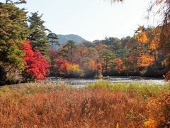 神戸市立森林植物園の森林もみじ散策