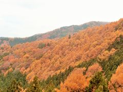 晩秋の志賀高原へ。④澗満滝を見てから標高の低いエリアに残っていた紅葉を楽しみました。