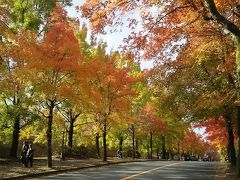 【大阪市内から近場の紅葉スポット】 三色彩道