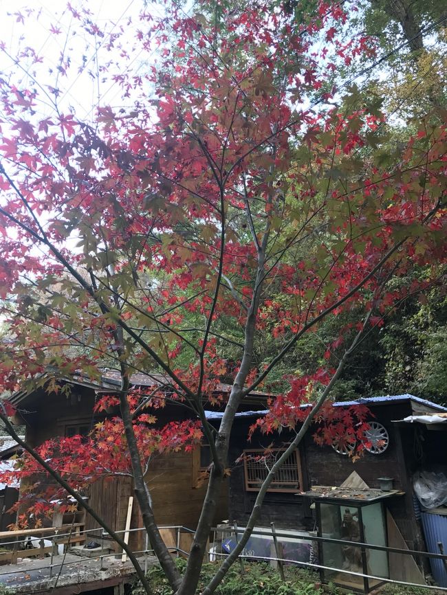 20年ぶりにほしだ園地に行ってきました。奈良にある”くろんど池”まで行く途中ハイキングコースにあり、大阪側にある自然公園です。大阪府政100周年を記念して、整備された公園です。広大な敷地は東京ドーム20個以上あります。