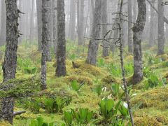 海霧で幻想的な落石岬湿原2019～サカイツツジ自生地と野生のエゾシカ～（根室）
