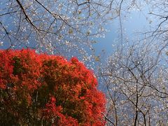 小原四季桜と紅葉のゴールデンコンビが奏でる秋の二重奏♪