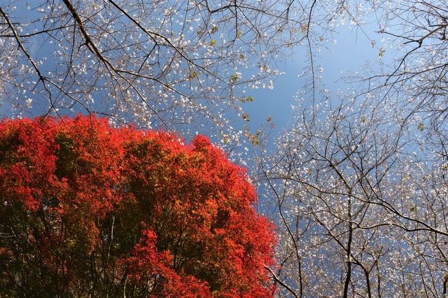 春と秋に花を咲かせる四季桜。<br />秋は10月頃から花を咲かせますが、見頃となる11月には、小原地区の各所において「四季桜まつり」が行われます。<br /><br />四季桜は、春の桜と違い、小さくてか細い。<br />よく見ると可愛い花なのですが、1本の木だと見ごたえありません。<br />それが小原地区には、約10,000本もあるとかで、川見地区では紅葉とのコラボが美しく、イチョウの木とも相まって、絶景の風景が見られるのです。<br /><br />まだ早いかなと思いましたが、１７日の日曜日に行ってきました。<br /><br />アクセスなどはここから<br /><br />https://www.aichi-now.jp/spots/detail/132/