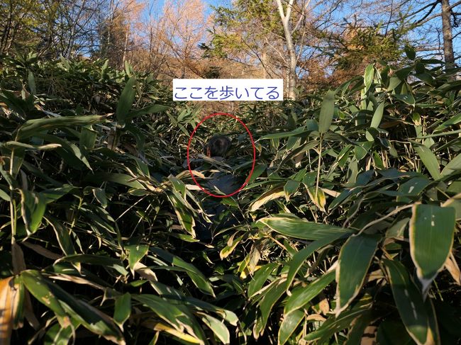 全国の「藪こぎマニア」に贈る安平路山　 と、おまけの河津七滝