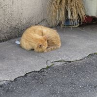 猫と城探し【兵庫（姫路城・Himeji castle）編】