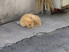 猫と城探し【兵庫（姫路城・Himeji castle）編】