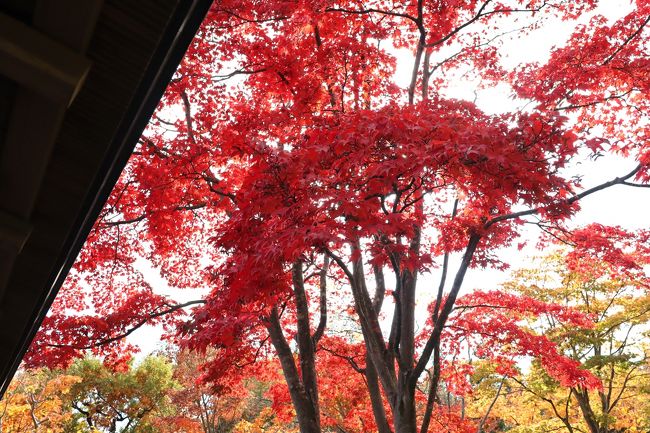 爽やかな秋晴れ、日中は寒さも和らぐという絶好のカメラ散歩日和の今日、昭和記念公園に行ってきました。<br />