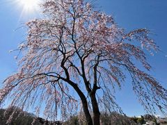 水芭蕉の郷仁田沼と三春の滝桜　後編