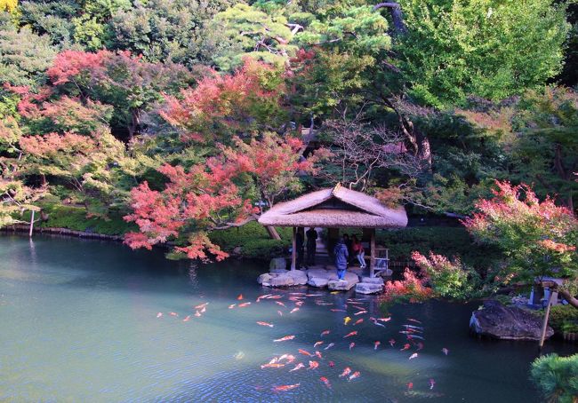 大鳥神社の酉の市に合わせて、目黒・白金を散策しました。八芳園、池田山公園の紅葉は、まだ始まったばかりの感じでした。