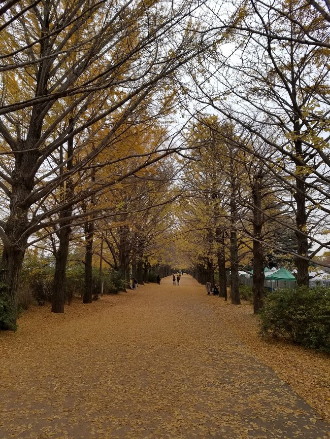立川の近くに行ったので、昭和記念公園に行ってみました。紅葉、黄葉、すっかり秋になってしまった。