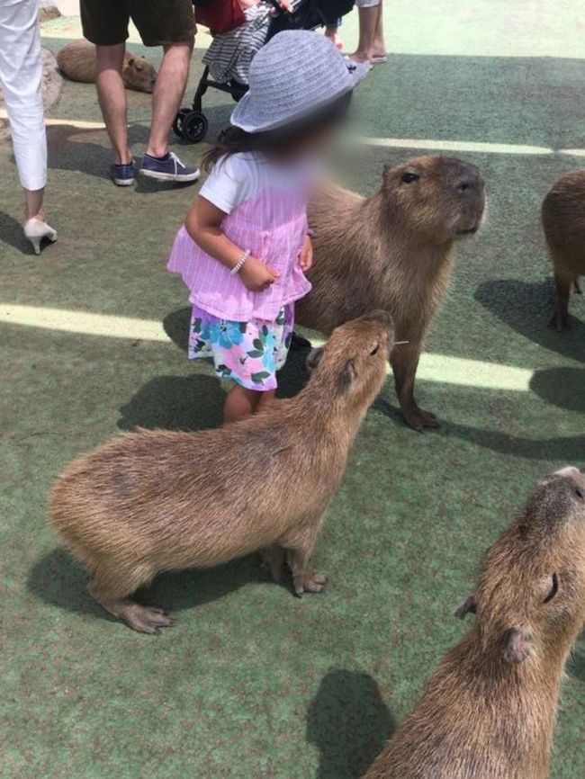 去年の熱海旅行では寝てしまって見れなかった花火を今度こそムスメちゃんに見せたくて、花火大会にあわせて旅行を計画しました。そして、楽しくて面白かった伊豆シャボテン動物公園にまた訪れます。