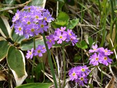 落石岬の草原で出会う花と動物2019～冷たい海霧の中で育つ高山植物とエゾシカ～（根室市）