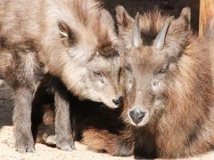 紅葉日和に当たった広島山口レッサーパンダ遠征（５）安佐動物公園：楽しみだったニホンカモシカの赤ちゃんからマルミミゾウまで見られたその他動物