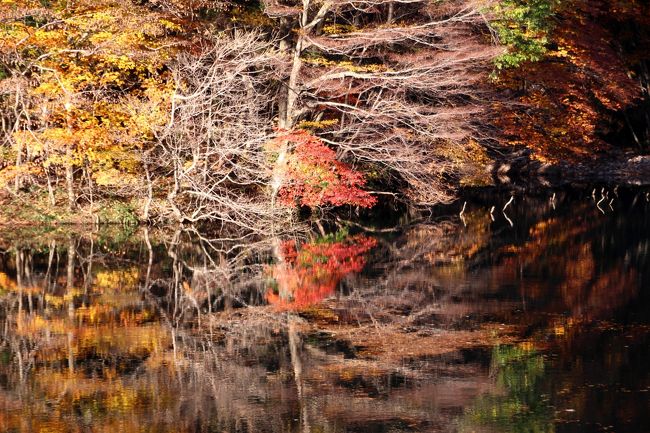 ☆阿武隈山系の山鶏滝渓谷の紅葉を堪能した翌日は<br />真逆の方向になる奥羽山系の滑川砂防ダムの紅葉を愛でてきました。<br />両日とも晴天だったの紅葉狩り的にはどちらが先でも良かったのですが<br />圧倒的な違いは風速です。<br />１１/１２は平均風速１０ｍ/s、１１/１３は平均風速０．１ｍ/sと段違い。<br />滝や渓谷は多少風が強くてもモミジの枝葉が揺れるくらいで問題ありませんが,滑川砂防ダムの最大のウリは水鏡に映る紅葉なので強風の日の選択は絶対あり得ません。<br />もし早朝出かけて運が良ければ曙に染まる雲海が見られるかも知れないしダメモトで二兎を狙う作戦です。<br />果たしてその欲張りな作戦はいかに・・・・<br /><br /><br />