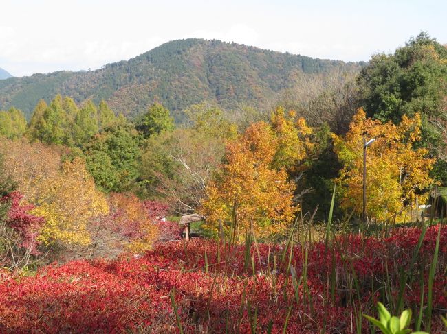 私が知る限り、紅葉とレッサーパンダのすばらしいコラボが撮りやすい動物園は、釧路市動物園と千葉の市川市動物園、あとは関西だと、大阪のみさき公園あたりでしょうか。<br />なので、フォートラベルとjilllucaさんを通じて知り合ったレッサーパンダ・ファンのmaoさんが紅葉の秋吉台サファリランドを絶賛しても、ピンときませんでした。<br />そもそも私が秋吉台に行ったのは冬ばっかりだったので、紅葉の秋吉台サファリランドのイメージがわかず、そんな都合の良い木がレッサーパンダ展示場の近くにあったか、首をかしげました。<br />maoさんは、去年2018年に秋吉台で、リンゴタイムに紅葉を背景にしたレッサーパンダ撮影に大感激したため、今年2019年もぜひ行きたいと張り切っていました。<br />そのため今年2019年は秋にレッサーパンダの赤ちゃんが生まれた広島の安佐動物公園に行くつもりだった私に、秋吉台サファリランドを推してくれたのですが、去年紅葉見頃だった時と同じ日程では、近くで何かイベントがあるらしく、ホテルが高騰していて取れなかったので、日程を一週間延期することになりました。<br />maoさんはその点ではずいぶんがっかりしていましたが、逆に今年は紅葉が遅れ、広島山口遠征の週末あたりがちょうど見頃になりました！<br />ところが、そんな紅葉状況が予測できるようになった段階で、私の中では、maoさんが以前、動物園撮影散策とは別に紅葉を見に行きたいと話していたことが頭にあったため、maoさんが秋吉台サファリランドで楽しみにしていたのは、単純に紅葉だといつのまにか変換されてしまい、レッサーパンダの背景であること、それもリンゴタイムでレッサーパンダが柵の上の台にいる時という限定的な紅葉であったことを、ころっと忘れてしまいました！<br />どおりで、園内でよく紅葉を見かけてもmaoさんはそれほど気にかけている様子はなかったし、maoさんはmaoさんで、私がやたらと、動物園に向かうバスの車窓の外の山景色や園内で紅葉を見かけるたびに紅葉の話をするのを、不思議に思っていたそうです。<br />お互いいつも話題が合い、特にレッサーパンダのことでは同じテンションになるのに、今回は紅葉の話題だけは妙にちぐはぐだった訳に、秋吉台サファリランドからの帰りのバスで判明した時、２人で大爆笑してしまいました@<br /><br />この週末は、関東は紅葉が色づきはじめで、関西は広く見頃だったと思います。<br />今年の私は、レッサーパンダ動物園の予定を入れすぎて、紅葉撮影散策できる日取りがどうもなさそうになったので、それはそれで残念に思っていました。<br />なので、この週末の広島山口遠征では、ちょうど紅葉の見頃に当たり、２日ともわりとよく日が差してくれたのはありがたかったです。<br />おかげで、さくっと撮ったにせよ、動物園内でも紅葉撮影が楽しめました。<br />特に安佐動物公園は、レッサーパンダがいるところは園内でも標高の高いところで、まわりの山景色がとてもきれいだったことを覚えていたからなおさらでした。<br /><br />また、秋吉台サファリランドの裏手のアーチに秋バラが咲いていたのは、季節は、ずれていないのですが、私の中では初夏からナツのトロピカル植物のトケイソウの花が、最後の１つだったとはいえ、この晩秋に咲いていたことに、仰天してしまいました。<br /><br />というわけで、２箇所の動物園での紅葉撮影と、花などの写真で、旅行記を分けて作成することにしました。<br /><br />＜レッサーパンダ・ファンのmaoさんと２人旅の秋の山口広島レッサーパンダ遠征の旅行記のシリーズ構成＞<br />□（１）広島前泊は２度目のユニバーサルホテルと動物園の売店散策と広島駅で止まらぬ買い物<br />□（２）山口前泊とグルメ：コンフォートホテルとmaoさんと駅前夕食&amp;サファリランド売店とバイキング<br />■（３）安佐動物公園と秋吉台サフアリランドで見られた紅葉のある景色やちょっぴりの花など<br />□（４）安佐動物公園レッサーパンダ特集：今年生まれの赤ちゃんの名前は広島カープ由来のカカとププ！<br />□（５）安佐動物公園：楽しみだったニホンカモシカの赤ちゃんからマルミミゾウまで見られたその他動物<br />□（６）秋吉台サファリのレッサーパンダ特集：紅葉のイチハちゃんや笑顔のたっち優花ちゃんやべた愛姉妹<br />□（７）秋吉台サファリふれあい広場の動物：仔ライオンお散歩や初アフリカハゲコウダイナミックフライト<br /><br />広島の安佐動物公園の公式サイト<br />http://www.asazoo.jp/<br />秋吉台サファリランドの公式サイト<br />http://www.safariland.jp/<br /><br />＜タイムメモ（概要）＞<br />【2019年11月15日（金）】<br />17:10　東京駅始発の新幹線のぞみ53号博多行きに乗車（指定席）<br />21:04　広島駅に到着（定刻）＆maoさんと合流<br />（その後、駅前のクリスマスツリー撮影）<br />21:15-22:00　駅の星乃珈琲店でおしゃべり<br />（21:15オーダーストップ／22時閉店）<br />22:05-22:15　在来線側の明日のバス停下見<br />22:40　広島駅前ユニバーサルホテル新幹線口にチェックイン<br /><br />【2019年11月16日（土）】<br />06:20　起床<br />06:40-07:30　ホテルの無料バイキング朝食<br />07:50　ホテルをチェックアウト（前払い精算済）<br />（途中のコンビニで買い物）<br />08:00前　在来線側の９番バス停に到着<br />08:18　広島駅前発のバス（あさひが丘線）に乗車<br />（交通系カードOK／500円）<br />09:15　安佐動物公園に到着（定刻09:08）<br />09:25　安佐動物公園に入園<br />09:25-16:30　安佐動物公園（開園09:00／閉園16:30）<br />16:30　安佐動物公園を出る<br />16:44　安佐動物公園前のバス停からバスに乗車<br />18:00頃　広島駅に到着（定刻17:38）<br />（降車場所は駅前大橋で駅前のバスターミナルではない）<br />18:15-18:25　駅ビルで広島みやげの買い物<br />18:30　ホテルに戻って荷物を引き取る<br />18:50　広島駅新幹線改札に到着<br />19:04　新幹線こだま751号に乗車（自由席）<br />19:45　新山口駅に到着<br />（実際は広島発も新山口到着も３分遅れ）<br />20:05　コンフォートホテル新山口（在来線側）にチェックイン<br />20:20-20-30　新幹線改札前の山口銘品館（07:00～20:30）で買い物<br />20:35-21:50　三代目網元 魚鮮水産 アイスタ新山口店（新幹線側）で夕食<br />22:05-22:30頃　ホテルのロビーでコーヒーを飲みながらおしゃべり<br />（部屋に戻った後は風呂にも入らずすぐに爆睡）<br /><br />【2019年11月17日（日）】<br />03:20　いったん起床＆風呂と写真チェック<br />06:10-06:50　二度寝<br />07:05-07:45　ホテルの無料バイキング朝食<br />08:20　ホテルをチェックアウト（前払い精算済み）<br />（途中駅前のコンビニで買い物）<br />08:35　東萩駅行きのバスに乗車（1,320円）<br />（交通例カード不可・バスターミナルで切符を購入）<br />09:19　絵堂のバス停に到着／配車予約済のタクシーに乗り換え<br />（タクシー代１台1,120円）<br />09:30　秋吉台サファリランドに到着＆入園<br />09:30-16:30　秋吉台サファリランド<br />（09:30開園／16:30閉園（冬時間））<br />16:30　秋吉台サファリランドを出る<br />17:01　秋吉台サファリランド発・秋芳洞行きのバスに乗車<br />17:19　太田中央のバス停に到着（560円）<br />18:20　東京行きの夜行バスに乗車<br /><br />【2019年11月18日（月）】<br />09:10　霞ヶ関で降車（定刻より１時間遅れ）<br />（定刻では霞ヶ関08:13・東京駅日本橋口08:24到着）<br />（霞ヶ関で降車した方が丸ノ内線に近い）<br />10:50頃　帰宅<br />