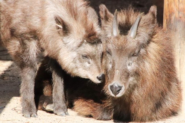 安佐動物公園は斜面に広がり、１番標高が高いところにいるレッサーパンダ展示場までは、ごく軽い山登りといえるくらい傾斜がきついところがあります。<br />なので、いったんレッサーパンダ展示場まで行ったら、降りたくなくなります。<br />しかも、正門は中腹にあり、サバンナの動物たちはさらに標高の低いところにいるのです。<br />レッサーパンダ展示場に向かう前に、正門周辺の動物たちを少し見て、ネコ科の猛獣舎前を通ってショートカットを利用しましたが、この週末２日間一緒に回ったmaoさん（フォートラベルとjilllucaさんを通じて知り合ったレッサーパンダ・ファンさん）は、いったんレッサーパンダ展示場に到着すると、閉園時間になるまでレッサーパンダの前をほとんど離れませんでした。<br />本日は午前と午後とで屋外展示場のレッサーパンダは入れ替えがあり、双子の赤ちゃんを含め、総勢６頭のレッサーパンダが展示されました。<br />昼寝すると長いレッサーパンダですが、展示交代があったことで、きっと１日誰かしら起きていたはずです。<br />そして展示の入れ替えや、14時15分から飼育員さんがレッサーパンダにリンゴの差し入れをしながら解説をするという、ファンにとってはたまらないイベントがあります。<br />私も、赤ちゃんたちが出てくる14時からは、閉園時間ぎりぎりまで、あるいは赤ちゃんたちがバックヤードに戻るまでは、ずっとレッサーパンダに張り付いていようと思っていました。<br />でもその前に、午前中の子たちの撮影にひとまず満足できたら、園内全部は回れないにしても、他の動物たちをひととおり見に行くのも楽しみにしていたので、そこはmaoさんと別行動となりました。<br /><br />安佐動物公園は約２年ぶりなので、今回の再訪前に公式サイトの２年分のニュースをチェックしました。<br />特にレッサーパンダ以外に今年2019年生まれの赤ちゃんがいないか気をつけてみたところ、７月19日にニホンカモシカの赤ちゃんが生まれていました、バンザーイ！<br />ニホンカモシカは、レッサーパンダ展示場からそう遠くなく、向かう途中にあるので、逃すことはほとんどありません。<br />ただ、８月17日に生まれたブラッザモンキーの赤ちゃんを見に行くのはあきらめました。<br />これまで２回の訪問で、ブラッザモンキーだけでなく、マンドリルやチンパンジーがいるエリアはスルーしていたので、たぶん寄れる余裕がないだろうと思ったからです。<br />それにこれまで２回の訪問で、ここで気に入った動物、面白いシーンが見られた動物、個体を覚えている動物、あるいは写真が撮りやすかったり、雰囲気のいい展示場にいる動物たちの方を優先的に見に行きたいと思ったからです。<br />ちなみにアヌビスヒヒは、正門から入ってすぐのところにいるし、群れで飼育されていて、数も多く、おそらく赤ちゃんは毎年生まれているのでしょう。大きさの違う赤ちゃんや子どもたちが何頭も見られました。<br /><br />そんなわけで、レッサーパンダの次に楽しみにしていたニホンカモシカの赤ちゃんは、ばっちりでした！<br />もうだいぶ大きくなっていて、赤ちゃんというより子どもでしたが、ちょうどママに甘えて、寄り添うところが見られたのです。<br />ツキノワグマは、前回楽しい棒遊びを見せてくれたクラウドくんは、今回はのっしのっしと歩いていただけでした。前回がとてもラッキーだったと思うし、今回は常同行動ではあったけれど、目覚めて活動している姿が見られただけ、良しとしました。<br />クロサイは、2018年生まれのニコちゃんが一回り小さくて母親のサキちゃんと過ごしていました。<br />図書館の本で読んで知った、子だくさんでご長寿のハナさんの孫と娘だと思うと、親近感がわきます。<br />アフリカスイギュウは個体紹介がなかったのでわかりませんが、大人よりわずかに小さな子どもがいたと思います。<br />ライオンの子どもたちはずいぶん大きくなっていたし、くもりガラス越しではうまく写真が撮れませんでした。<br />でも、ライオンの子どもの写真は、翌日の秋吉台サファリランドの方で期待できたので、すくすく育っている様子が見られただけで、良しとしました。<br />アムールトラは、浜松市動物園からやってきたテンちゃんが展示当番でした。アムールヒョウは、神戸の王子動物園からやってきたアムロくんが展示当番でした。<br />どちらも私には個体判別はできないので、個体紹介がなかったり、もといた動物園のことが書かれていなかったら気付かなかったと思いますが、どちらも以前、前の動物園で会えた子だと思うと、親近感がわきました。<br />ホンドギツネは今年赤ちゃんが生まれていたことは知りませんでした。公式サイトからだけではそのニュースを拾えませんでした。<br />もうだいぶ大きくなっていて、親子でくっついて寝ていました。赤ちゃんギツネを見たことがないのですが、見てみたかったなぁ。<br /><br />レッサーパンダの展示交代より前に展示場に戻りたかったので、サバンナゾウやマルミミゾウのところまで行けるか、途中で厳しいことになりました。<br />当園再訪で１番楽しみにしていたのはレッサーパンダですし、見どころの展示交代に間に合わなかったら本末転倒なので、マルミミゾウの方まで足を伸ばすかどうか、ジレンマでした。<br />大急ぎでちょこっと見ようと思っても、カメラを構えると、ついつい時間がたってしまうからです。<br />でも、なんとか回りきることができました。<br />それに、ちょうどエサの差し入れがあったタイミングだったらしく、ラッキーでした。やはりゾウも、食事をしている時の方が、ふだんよりも生き生きしています。<br />それにマルミミゾウのメイちゃんが、サバンナゾウのアイちゃんに、自分が確保した枝を取られまいとがっついている様子が見られて面白かったです。<br />でも、さすがにシマウマの赤ちゃんは、もっとちゃんと写真を撮りたいと思ったけれど、ここでねばったらレッサーパンダに遅刻すると思って自制しました。<br /><br />結果的に、もっと見たかった子や見損ねて残念な子がいたにしても、要所要所でいいものが見られたので、満足できました。<br />１番標高の高いレッサーパンダ展示場まで２往復した甲斐がありました！<br /><br />＜レッサーパンダ・ファンのmaoさんと２人旅の秋の山口広島レッサーパンダ遠征の旅行記のシリーズ構成＞<br />□（１）広島前泊は２度目のユニバーサルホテルと動物園の売店散策と広島駅で止まらぬ買い物<br />□（２）山口前泊とグルメ：コンフォートホテルとmaoさんと駅前夕食&amp;サファリランド売店とバイキング<br />□（３）安佐動物公園と秋吉台サフアリランドで見られた紅葉のある景色やちょっぴりの花など<br />□（４）安佐動物公園レッサーパンダ特集：今年生まれの赤ちゃんの名前は広島カープ由来のカカとププ！<br />■（５）安佐動物公園：楽しみだったニホンカモシカの赤ちゃんからマルミミゾウまで見られたその他動物<br />□（６）秋吉台サファリのレッサーパンダ特集：紅葉のイチハちゃんや笑顔のたっち優花ちゃんやべた愛姉妹<br />□（７）秋吉台サファリふれあい広場の動物：仔ライオンお散歩や初アフリカハゲコウダイナミックフライト<br /><br />広島の安佐動物公園の公式サイト<br />http://www.asazoo.jp/<br /><br />＜タイムメモ（安佐動物公園・詳細版）＞<br />【2019年11月15日（金）】<br />17:10　東京駅始発の新幹線のぞみ53号博多行きに乗車（指定席）<br />21:04　広島駅に到着（定刻）＆maoさんと合流<br />（その後、駅前のクリスマスツリー撮影）<br />21:15-22:00　駅の星乃珈琲店でおしゃべり<br />（21:15オーダーストップ／22時閉店）<br />22:05-22:15　在来線側の明日のバス停下見<br />22:40　広島駅前ユニバーサルホテル新幹線口にチェックイン<br /><br />【2019年11月16日（土）】<br />06:20　起床<br />06:40-07:30　ホテルの無料バイキング朝食<br />07:50　ホテルをチェックアウト（前払い精算済）<br />（途中のコンビニで買い物）<br />08:00前　在来線側の９番バス停に到着<br />08:18　広島駅前発のバス（あさひが丘線）に乗車<br />（交通系カードOK／500円）<br />09:15　安佐動物公園に到着（定刻09:08）<br />09:25　安佐動物公園に入園<br />09:30-09:35　売店散策<br />09:35-09:40　アヌビスヒヒ★<br />09:40-09:45　クロサイ・アフリカ水牛・ミーアキャット★<br />09:50-09:55　ライオン・アムールヒョウ・アムールトラ★<br />10:00　ツキノワグマ★<br />10:05-10:10　ニホンカモシカ親子★<br />10:15　ユーラシアカワウソ（写真は撮れず）<br />10:25-12:05　レッサーパンダ<br />（屋外キラとマル／屋内マーマー（麻麻））<br />12:15-12:30　休憩所の紅葉撮影<br />12:30-12:50　コンビニのおにぎりでランチ休憩<br />12:50-12:55　ユーラシアカワウソ★<br />12:55-13:00　ニホンカモシカ★<br />13:05-13:10　ツキノワグマ★<br />13:10-13:15　ホンドギツネ・ホンドタヌキ★<br />13:15-13:20　ニホンアナグマ・ハクビシン★<br />13:20-13:25　マレーバク★<br />13:30-13:35　サバンナゾウ＆マルミミゾウ★<br />13:35-13:40　チーター★<br />13:40　クロサイ・アフリカ水牛・ミーアキャット★<br />13:50-16:20　レッサーパンダ<br />（14:00～展示交代で赤ちゃん屋外で公開）<br />（屋外ヨウヨウ（友友）・カカ・ププ／屋内マーマー（麻麻））<br />（14:15～まいにち動物解説）<br />16:30　安佐動物公園を出る<br />16:44　安佐動物公園前のバス停からバスに乗車<br />18:00頃　広島駅に到着（定刻17:38）<br />（降車場所は駅前大橋で駅前のバスターミナルではない）<br />18:15-18:25　駅ビルで広島みやげの買い物<br />18:30　ホテルに戻って荷物を引き取る<br />18:50　広島駅新幹線改札に到着<br />19:04　新幹線こだま751号に乗車（自由席）<br />19:45　新山口駅に到着<br />（実際は広島発も新山口到着も３分遅れ）<br />20:05　コンフォートホテル新山口（在来線側）にチェックイン<br />20:20-20-30　新幹線改札前の山口銘品館（07:00～20:30）で買い物<br />20:35-21:50　三代目網元 魚鮮水産 アイスタ新山口店（新幹線側）で夕食<br />22:05-22:30頃　ホテルのロビーでコーヒーを飲みながらおしゃべり<br />（部屋に戻った後は風呂にも入らずすぐに爆睡）<br /><br />【2019年11月17日（日）】<br />03:20　いったん起床＆風呂と写真チェック<br />06:10-06:50　二度寝<br />07:05-07:45　ホテルの無料バイキング朝食<br />08:20　ホテルをチェックアウト（前払い精算済み）<br />（途中駅前のコンビニで買い物）<br />08:35　東萩駅行きのバスに乗車（1,320円）<br />（交通例カード不可・バスターミナルで切符を購入）<br />09:19　絵堂のバス停に到着／配車予約済のタクシーに乗り換え<br />（タクシー代１台1,120円）<br />09:30　秋吉台サファリランドに到着＆入園<br />09:30-16:30　秋吉台サファリランド<br />（09:30開園／16:30閉園（冬時間））<br />16:30　秋吉台サファリランドを出る<br />17:01　秋吉台サファリランド発・秋芳洞行きのバスに乗車<br />17:19　太田中央のバス停に到着（560円）<br />18:20　東京行きの夜行バスに乗車<br /><br />【2019年11月18日（月）】<br />09:10　霞ヶ関で降車（定刻より１時間遅れ）<br />（定刻では霞ヶ関08:13・東京駅日本橋口08:24到着）<br />（霞ヶ関で降車した方が丸ノ内線に近い）<br />10:50頃　帰宅<br /><br />＜これれまでの安佐動物公園の旅行記（前泊編を含む）＞<br />２回目：2017年９月24日（前泊）～９月25日<br />「2017年９月２週続けてのレッサーパンダ遠征＜山口＆広島＞（４）２度目の広島前泊＆グルメ・おみやげ編：初めて泊まったアパホテルは豪華なシティホテル＆初めて食べた広島風のお好み焼き＆旬には早いけれど牡蠣づくしの御膳」<br />https://4travel.jp/travelogue/11288967<br />「2017年９月２週続けてのレッサーパンダ遠征＜山口＆広島＞（５）安佐動物公園（１）ショートカットで猛獣エリアから～ツキノワグマのクラウドくんの鼓笛隊のバトンのごとく見事な棒回し！」<br />https://4travel.jp/travelogue/11322600<br />「2017年９月２週続けてのレッサーパンダ遠征＜山口＆広島＞（６）安佐動物公園（２）レッサーパンダ特集：はじめまして！真っ白なおてての麻麻ちゃん＆鹿児島からやって来たキラくん！～可愛いトロリパパとリンゴタイムたっちのマルちゃん総勢４頭」<br />https://4travel.jp/travelogue/11322617<br />「2017年９月２週続けてのレッサーパンダ遠征＜山口＆広島＞（７）安佐動物公園（３）里山の動物からサバンナの動物たちまで～こんにちは！クロサイとシマウマの赤ちゃん」<br />https://4travel.jp/travelogue/11322626<br /><br />１回目：2016年１月11日（前泊）～１月12日<br />「新春レッサーパンダ動物園遠征１府２県３園＜京都・神戸・広島＞（７）広島ユニバーサルホテル前泊（薬湯温泉付き）・前日に買った広島みやげ・広島ぐるめの海鮮づくし」<br />https://4travel.jp/travelogue/11096288<br />「新春レッサーパンダ動物園遠征１府２県３園＜京都・神戸・広島＞（８）初の安佐動物公園（１）風景撮影も楽しめた山奥の動物園～アヌビスヒヒからはミーアキャットまで＆ケープハイラックスの赤ちゃんに夢中@」<br />http://4travel.jp/travelogue/11098524<br />「新春レッサーパンダ動物園遠征１府２県３園＜京都・神戸・広島＞（９）初の安佐動物公園（２）順路通りに動物たちに会いながら山道をゆったり進む～チータービューからニホンカモシカまで」<br />http://4travel.jp/travelogue/11098527<br />「新春レッサーパンダ動物園遠征１府２県３園＜京都・神戸・広島＞（10）初の安佐動物公園（３）レッサーパンダ特集：夢の父親同居訓練中のトロリくん・ミウちゃん・キクくん・マルくん（ちゃん？）【若すぎる急死のミウちゃん追悼】<br />http://4travel.jp/travelogue/11098281<br /><br />※これまでの動物旅行記の目次を作成済。随時更新中。<br />「動物／動物園と水族館の旅行記～レッサーパンダ大好き～　目次」<br />http://4travel.jp/travelogue/10744070<br />