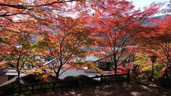 テレビで下呂温泉の温泉寺が見頃だと放送してました。<br />毎年出かけているけど、家から車で2時間ドライブ～見頃の紅葉に出会えました。