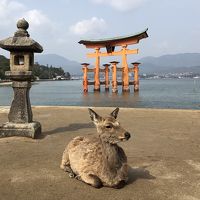 宮島厳島神社 2019.3月 杉山清貴＆オメガトライブ2019ラストライブツアー＠上野学園ホール/ひろしま世界遺産航路、厳島神社