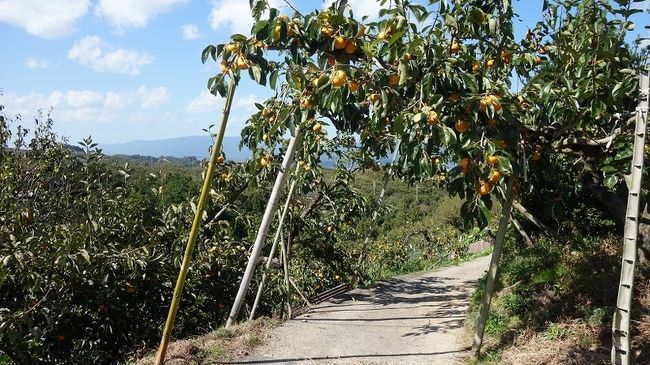 西吉野  柿と南朝の史跡を行く