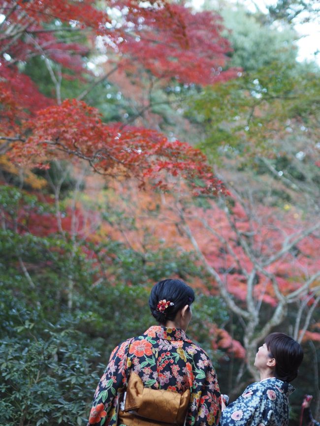 広島中心部で、紅葉の見所と言えば、県外の方にはやはり宮島でしょう。<br />郊外へ行けば他にいくらでも、美しいところがありますが。。。ほぼ昨年と同じ日に、色付き確認をしてきました。
