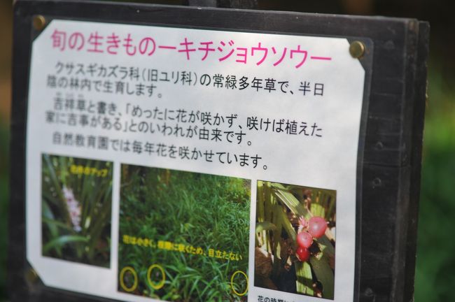 目黒にある自然教育園へ行って来ました！そこで撮影した植物たちです。園内には、植物の名札もありました。