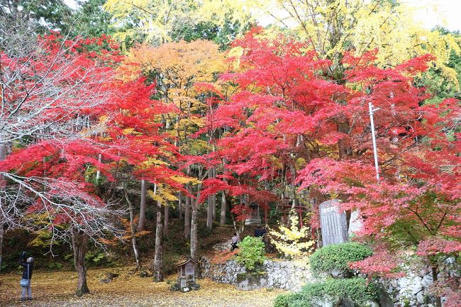 今年も毎年出掛けている、丹波篠山市と丹波市の紅葉巡りに出掛けて来ました。<br />今年は暖かいので紅葉の時期が遅れているのと、朝晩の寒暖差が少ないためきれいな紅葉を見ることが出来ませんでしたが、洞光寺の紅葉は今年もとてもきれいでした。<br />今回出かけたのは、毎年訪れている丹波篠山市の洞光寺と丹波市の円通寺、高山寺、石龕寺（せきがんじ）の４ヶ所を巡りました。<br />この日の天気予報は晴れだったのに、曇り空でちょっと残念でしたが、それなりにきれいな紅葉を楽しむことが出来ました。<br />全般的に今年の紅葉は、きれいに紅葉せずに落葉しているものが多かったのと、モミジが青葉のものが結構ありました。<br />暖かい日が続いていたので一斉に紅葉することがなかったようです。<br />そのため紅葉のベストな日に出かけるの難しいです。<br />それにしても洞光寺の紅葉はとてもきれいでした。