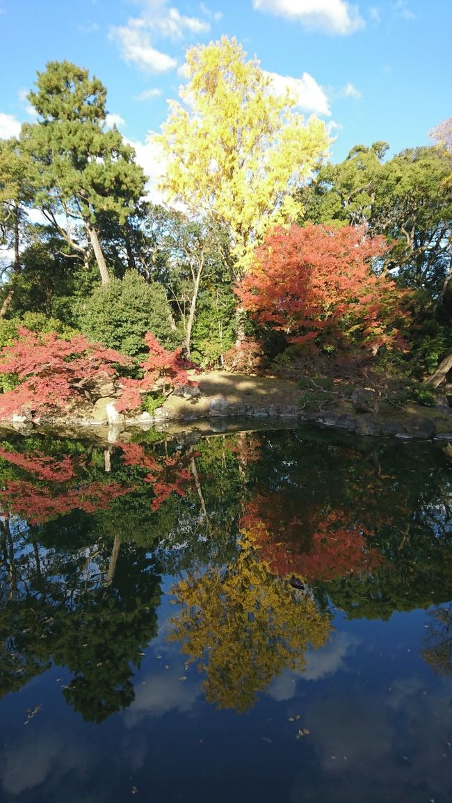最終日は25270歩なり<br /><br />4日間で一番の晴天!<br /><br />近頃は各地域の動物園に行くのも楽しみの一つ。<br />そういえば、高校の修学旅行のチーム行動の時に京都市動物園に行きましたね(笑)随分と様変わりしていました。<br /><br />蹴上駅から京都市動物園へ向かう途中、南禅寺を通り抜け。<br />時間があったので、山門周辺を紅葉ウォッチング。<br />なかなか、重厚な紅葉でした。<br /><br />ランチは平安神宮の近い「蛸安」さんと思っていたら、お昼は営業していない。ぬかりました(笑)たこ焼きだから…とは東京もんの浅知恵かぁ。<br />ネット検索するも手ごろなお店が近くにない…、と思ったらお蕎麦屋さんを見つけて事なきを得ました。<br /><br />平安神宮は桜の季節がいいですね。<br />時間が余ったので、疎水に沿って、京都御苑経由で、ホテルに戻り、スーツケースを引きながら、四条駅まで町歩き。<br /><br />京はもみじの赤、東京はいちょうの黄、来年は何色の紅葉狩りに行けるかな~。<br /><br />