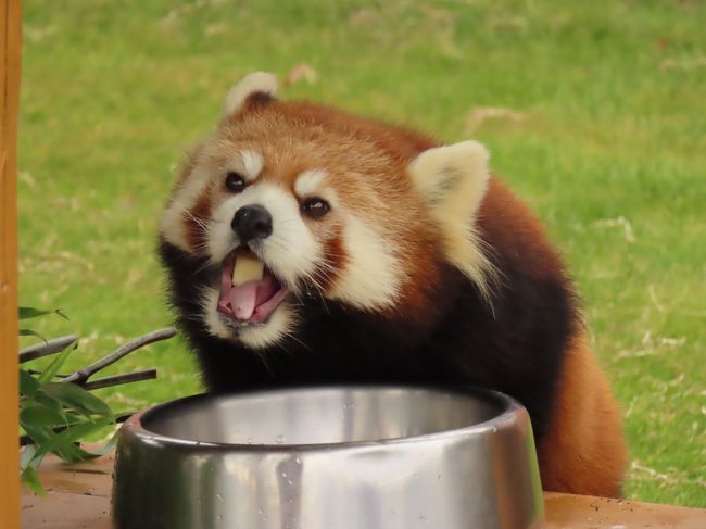 旭川市旭山動物園から和歌山アドベンチャーワールドに雲雲（ユンユン）ちゃんがお嫁入りしてきました。<br />アドベンが新しいレッサーパンダを受け入れるのは２０１３年に札幌市円山動物園からお嫁入りしてきたライラちゃん以来、なんと６年ぶりとなります。<br />日本血統と中国血統のハーフの雲雲ちゃん、これからのアドベンに新しい風と血統を吹き込んでくれる存在です。<br /><br />そんな雲雲ちゃんの展示が始まったとの情報を得たので早速アドベンに行きを計画しました。<br />雲雲ちゃんと合わせて脚の調子が引き続き気になる后ちゃんにも会いたいのですが展示個体、スケジュールが不定のアドベンなのでどうなることやら・・・。<br /><br />結果は案ずるより産むが易しでした。<br /><br />これまでのレッサーパンダ旅行記はこちらからどうぞ→http://4travel.jp/travelogue/10652280