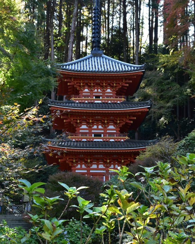 2019.11　奈良（正暦寺・弘仁寺・岩船寺・浄瑠璃寺）<br /><br />　数年前は京都に比べて静かな奈良でしたが、最近は観光客のマナーの悪さから「撮影禁止」の箇所が多く、奈良公園の鹿の数より、外国人観光客の数のほうが、多いようです。！<br /><br /><br /><br /><br />【YANAI&#39;s HOME】<br />   ↓　（ＢＧＭは　LARA　FABIAN）<br />http://yanai.la.coocan.jp/index1911nara.htm