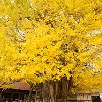 広島・岡山　紅葉めぐり～古保利薬師、吉水園、筒賀大歳神社、普門寺、木山寺、国清寺