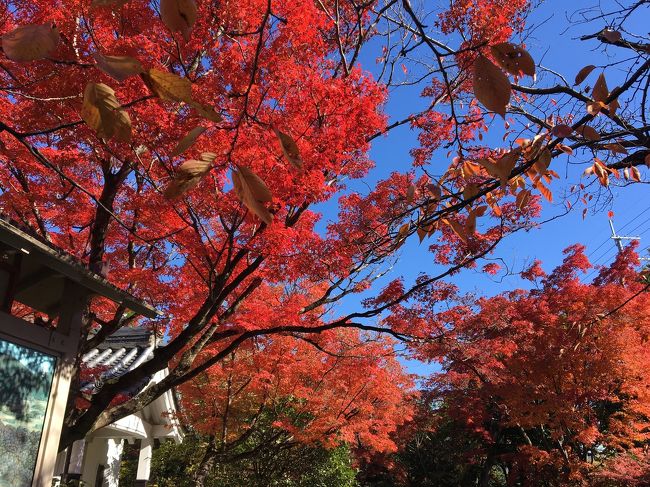 モシュ印とは？　苔のMossと御朱印をかけ合わせた造語であーる。<br />コケ寺リウムとは？　苔テラリウムと寺をかけ合わせた造語であーる。<br /><br />「そうだ 京都、行こう。」のキャンペーン。<br />https://souda-kyoto.jp/travelplan/koke2019_sp/index.html<br /><br />先月の祇王寺と常寂光寺に続き、ご近所のお寺さんにも行ってみました。<br />