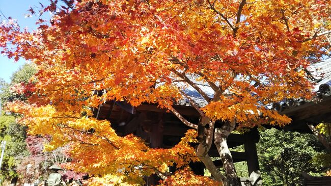京都府と奈良県の国境近く、木津川市という町に海住山寺という古いお寺があります。<br />奈良に都があった時代と前後して、恭仁京という都があった頃に創建されたお寺です。<br />ちょうど紅葉シーズンを迎え、ブラリとドライブに出掛けました。