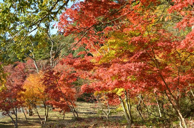 昨年の紅葉撮影は、京都のツアーを予定していましたがツアー人数が不足し中止になりました。<br />今年は再度、琵琶湖周辺のツアーに応募し無事行って来ました。<br />日程については<br />　宝塚駅集合にて名神高速をトイレ休憩を挟み八日市インターより「永源寺」へ。<br />　｢永源寺」を出て次に訪れますのは、琵琶湖の湖北（敦賀の近く）に有ります「鶏足寺」ですが、途中関が原に有ります「花息吹」で昼食（近江牛のすき焼・おこわ・ロースとビーフ）を食して「鶏足寺」に行きました。<br />「鶏足寺」から琵琶湖の湖北を回り「メタセコイヤ並木」で杉並木を見学後宝塚に戻ってきました。<br /><br />　「永源寺」へは、階段１００段くらい登りましたが、以前訪れた「鞍馬山｣･｢山寺」に比べますと楽勝ですよ。<br />　＊添乗員は非常にキツイ階段ですのでゆっくり登って下さいとの注意あり。<br />　流石「永源寺」は紅葉で有名ですので、非常耳応えだ有り、全員が写真撮影に夢中になっていました。<br /><br />　「鶏足寺」の紅葉は「己高閣」と｢鶏足寺」の二ヶ所にて見られますが、途中薬草の小道・石畳の遊歩道（田んぼの中の細い道）を歩きます。<br />　赤・黄色・緑の葉が非常に綺麗で此方も良いですよ。<br />　＊紅葉散策期間・時間が定められておりますので注意（11月９日～11月27日08：30～16：00）<br /><br />　「メタセコイヤ並木」は、まだ時期が早かったのか杉並木が黄色くなっていなくて、尚且つ夕暮れの為上手く撮影できませんでした。<br />　但し杉の並木は３キロ近くあり黄色く色づいていれば非常に見応えの有る所でした。<br />　＊メタセコイヤ並木から京都までは、予想通り非常に停滞し時間が掛かりました。<br />　（以前より車線が一車線しかなく尚且つ工事中の箇所が有った為。）<br /><br />今回のツアーは、某百貨店系列のH交通社ですが、西宮・宝塚からはバス２台で９０名が参加していましたが、途中で各地（新大阪・京都・福井・富山等）より出発した方々と出会い、非常に多くツアー客が参加していました。<br />　＊昨年の京都周辺のツアー中止は何だったのでしょうか・・・・同じ旅行会社なのに？<br /><br />これから年末に向かいますが、令和元年の最後ですので、もう一箇所何処か(カニが良いですね！）行ってみたいと思っています。<br />寒さも益々厳しくなりますので、風邪などを引かずに楽しい度を満喫して下さい。<br />　