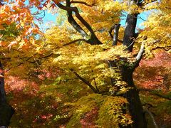 京都 紅葉 東福寺～八坂神社 2019