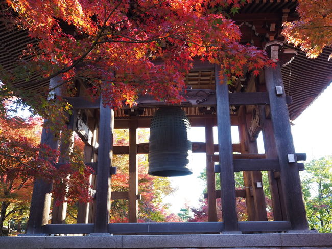 東福寺周辺、智積院、知恩院に行ってみました！